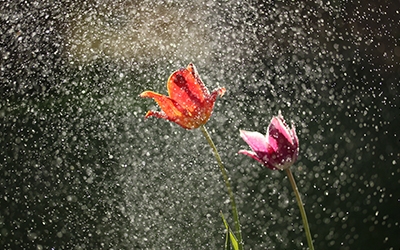 April Showers Bring April Flowers: More Good News for Home Improvement