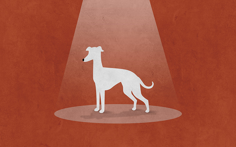 What can dogs teach us about marketing?